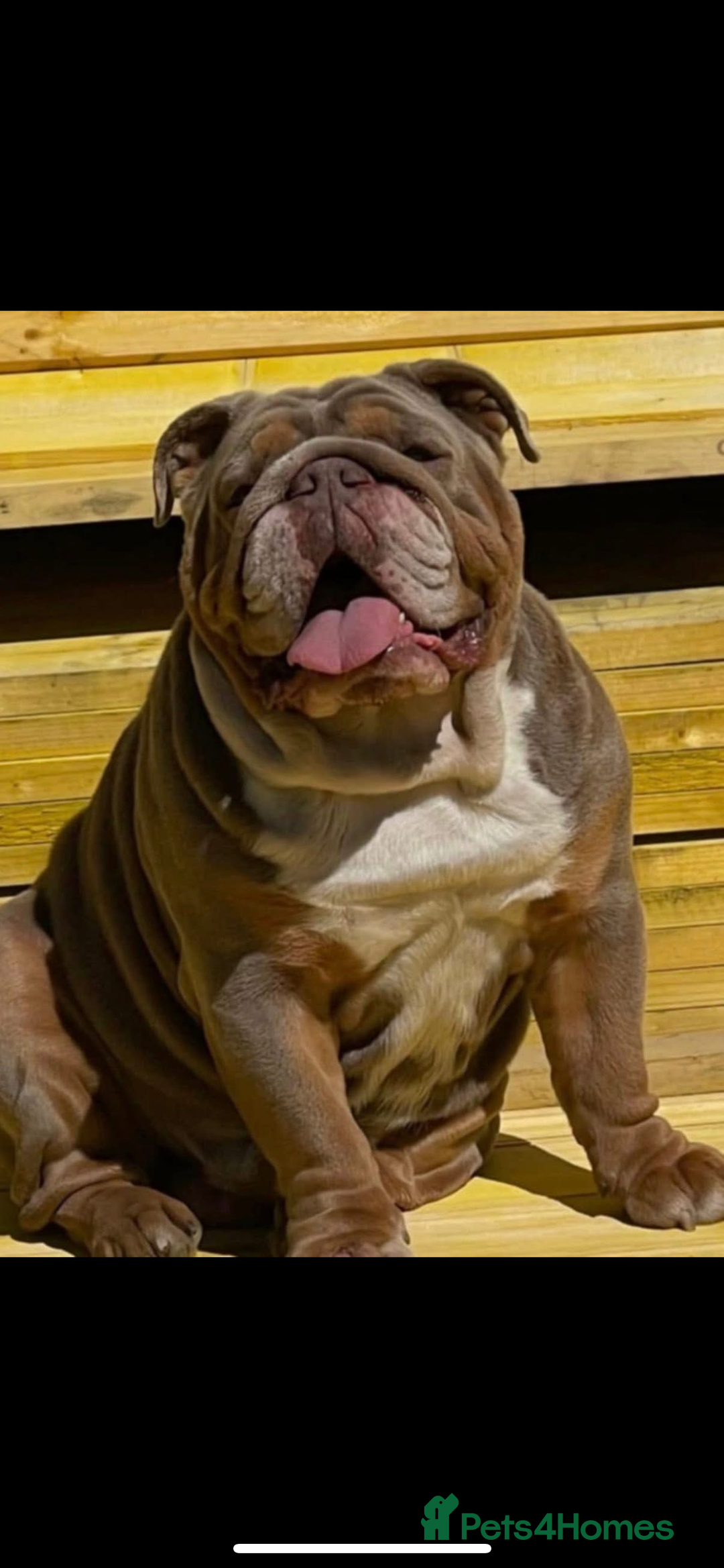 English Bulldog dogs for sale: Beautiful bulldog babies  - Image 11