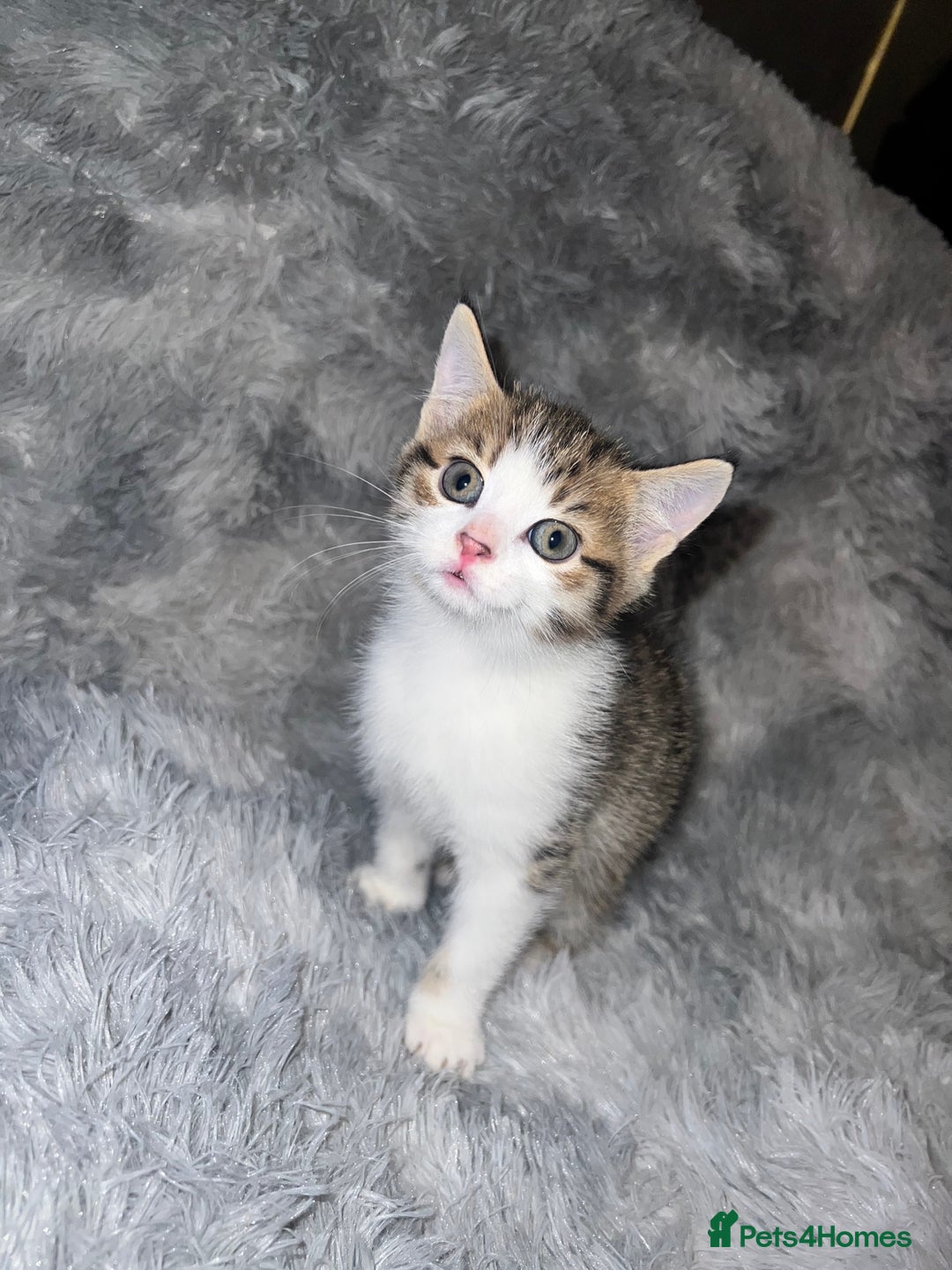 Domestic Shorthair cats for sale: Beautiful Kittens looking for a forever home - Image 6