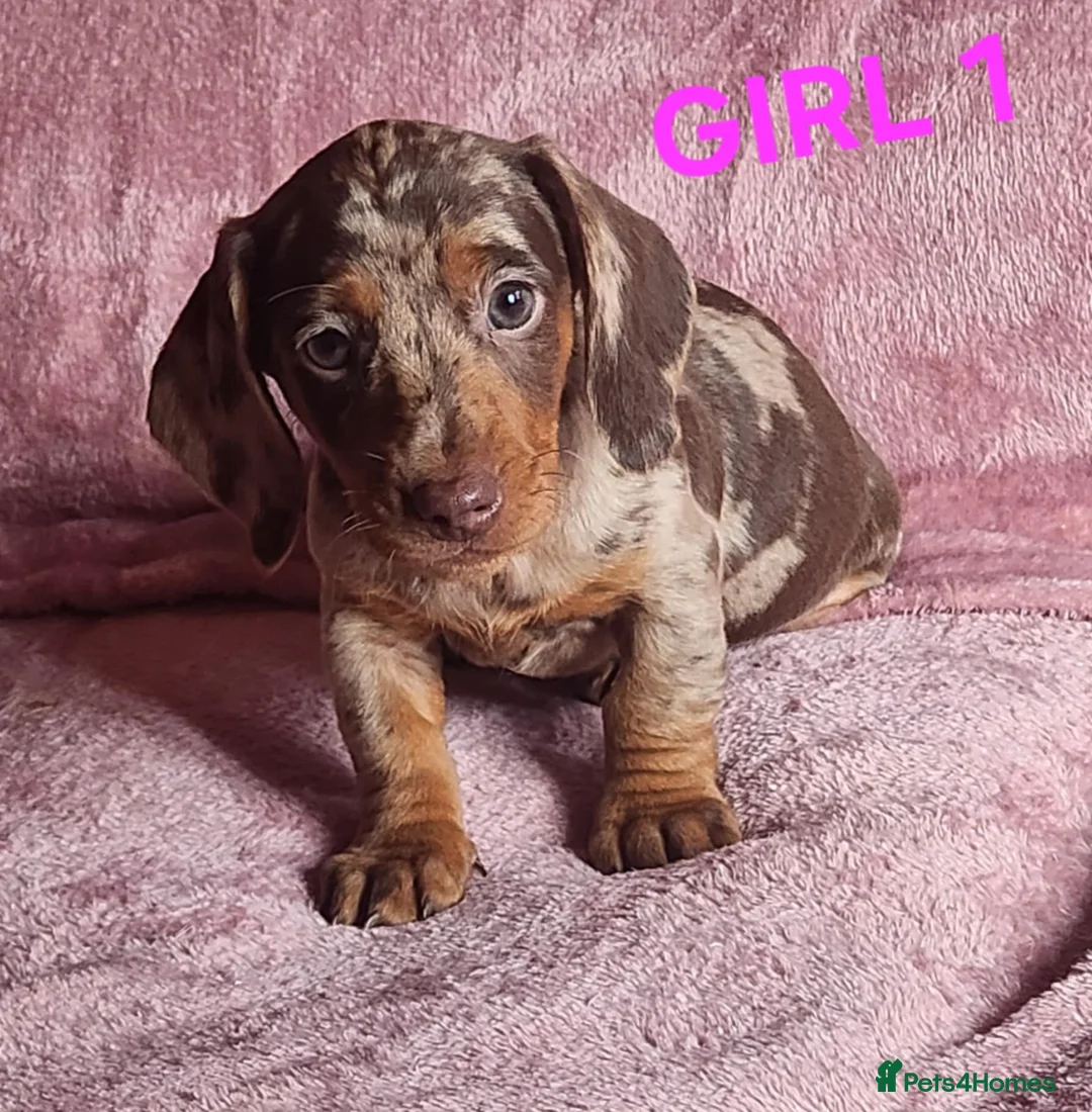 Miniature Dachshund dogs for sale: 🐶🐶8 stunning miniature dashund puppy’s  - Advert 3