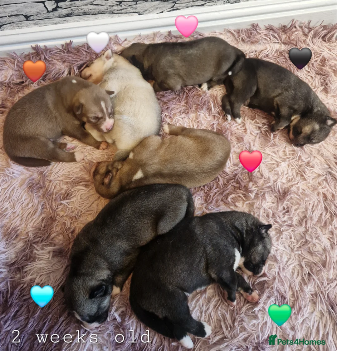 Siberian Husky dogs for sale: 1 beautiful girl left ❤️ ready now  - Advert 26