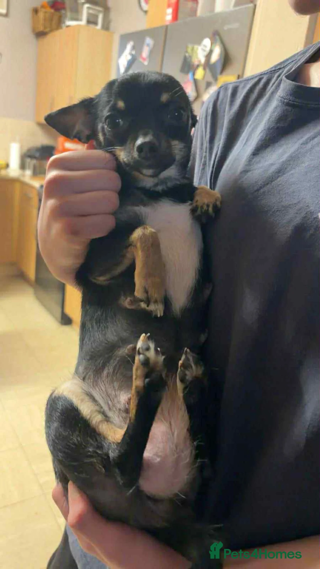 Chihuahua dogs for sale: Chihuahua pups. - Advert 25