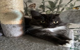 Maine Coon cats for sale: REDUCED gorgeous Maine coon /Ragdoll kittens  - Image 10
