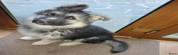 German Shepherd dogs for sale: K.C german shepherd puppies - Advert 3