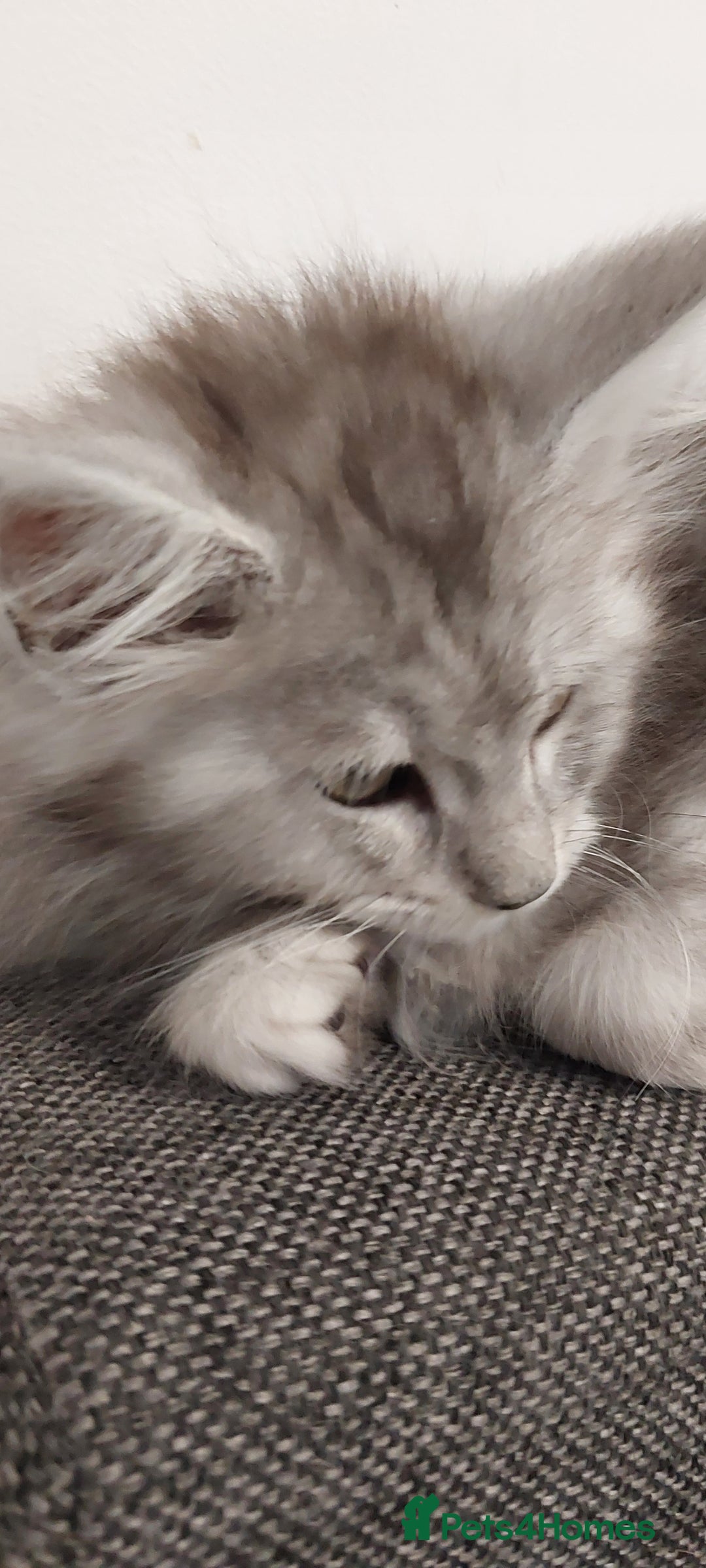 Maine Coon cats for sale: 🐈🐈🐈7 Amazing Maine coons🐈🐈🐈 - Advert 10