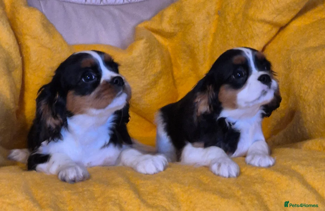 Cavalier King Charles Spaniel dogs for sale: Beautiful Cavalier King Charles Spaniel puppies  - Advert 3