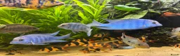 Cichlids fish for sale: Cichlids and clown loach for sale  in Ware - Advert 7