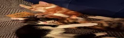 Mixed Breed cats for sale: Galaxy, B&W and Ginger lovely kittens READY TO GO - Advert 8