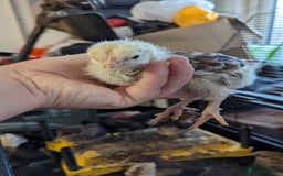 Chickens poultry for sale: Bantam chicks looking for a home  - Image 1