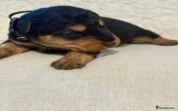 Welsh Terrier dogs for sale: Top Welsh terrier puppies  - Image 8