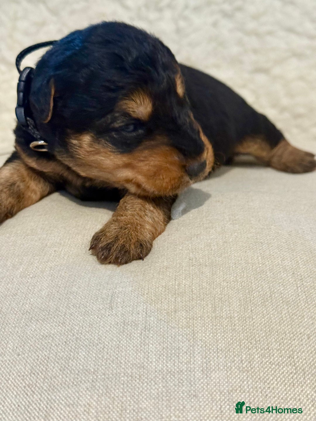 Welsh Terrier dogs for sale: Top Welsh terrier puppies  - Image 8