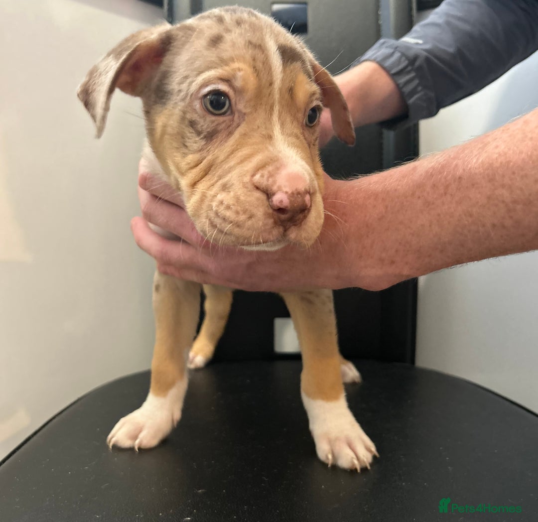 Mixed Breed dogs for sale: Mastiff x Shar pei puppies  - Image 12