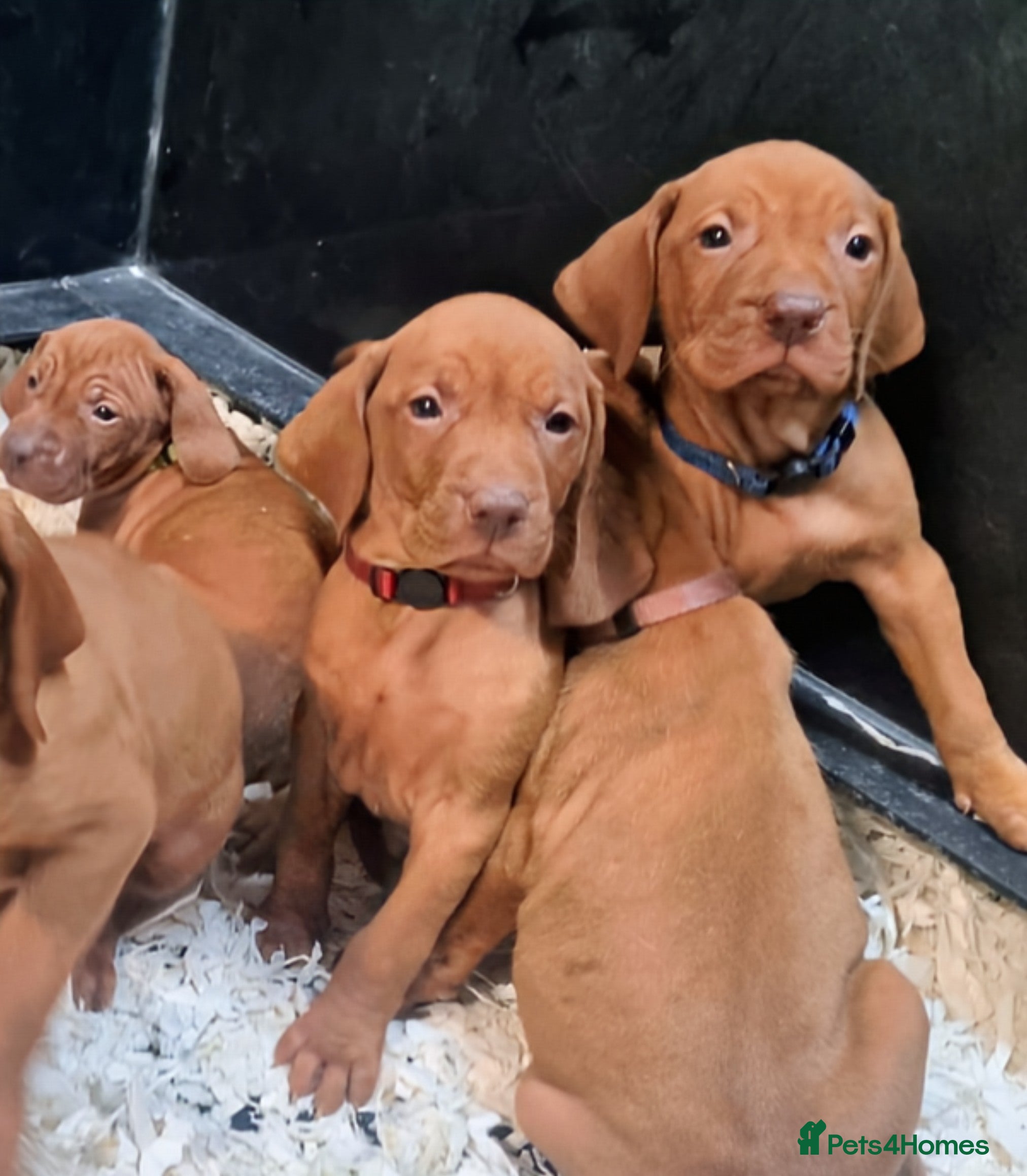 Hungarian Vizsla dogs Stunning KC Hungarian Vizsla Puppies  - Advert 5