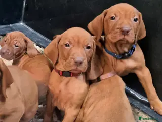 Hungarian Vizsla dogs Stunning KC Hungarian Vizsla Puppies - Advert 5