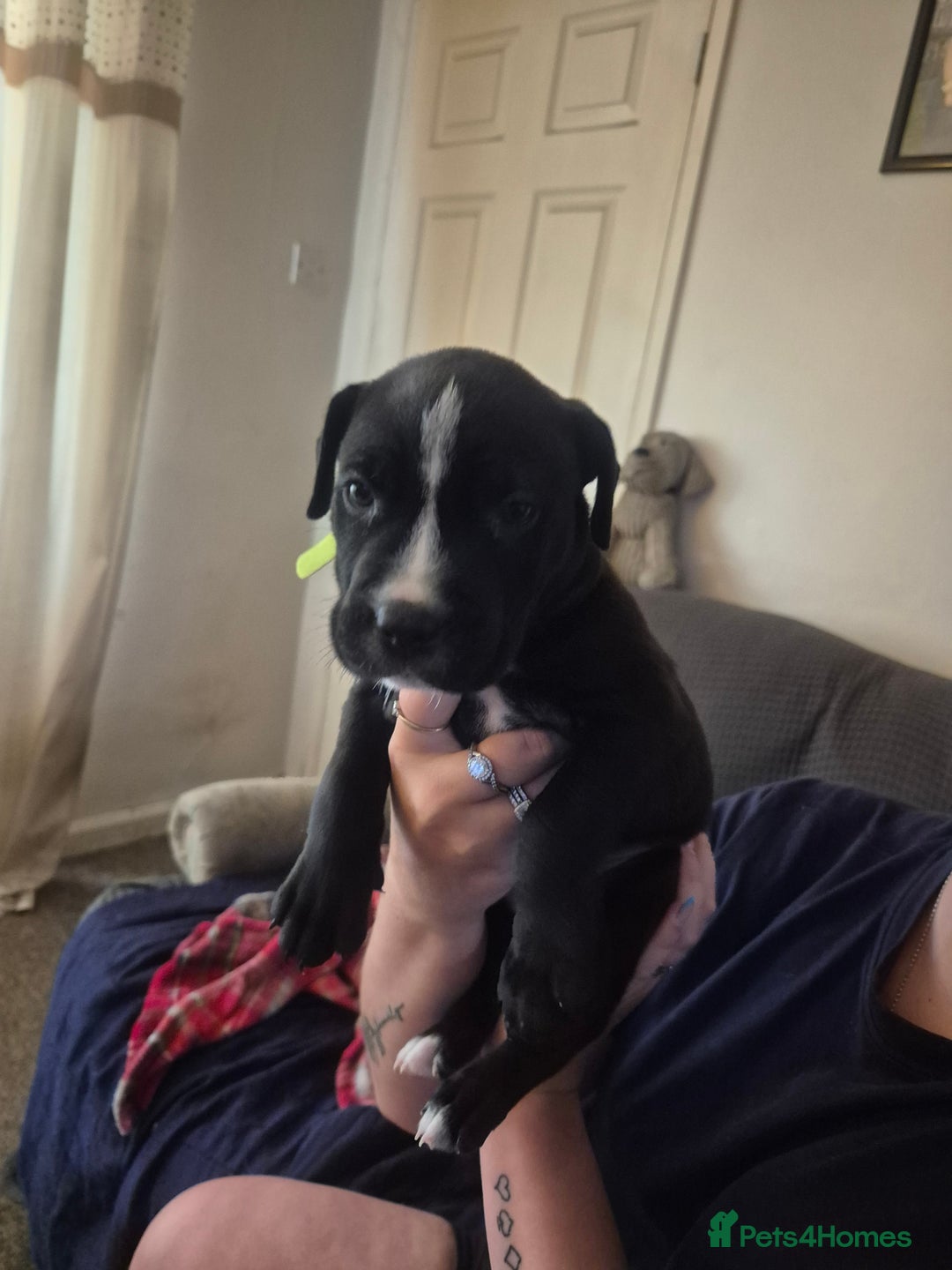 Mixed Breed dogs for sale: Litter of 7 beautiful puppies - Image 6