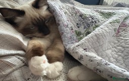 Ragdoll cats for sale: 5 beautiful Ragdoll kittens- 6 months old - Image 10