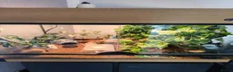 Gecko reptiles for sale: Baby Harley Quinn Crested Gecko  in South Shields - Advert 11