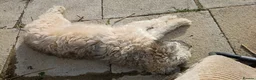 Mixed Breed dogs for adoption: Petunia 🌺  in Bedford - Advert 14
