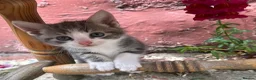 British Shorthair cats for sale: Beautiful kitten ready to leave  - Advert 13