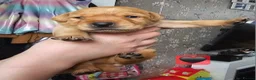 Labrador Retriever dogs for sale: Labrador Retriever Puppies🐶🐾 - Advert 32