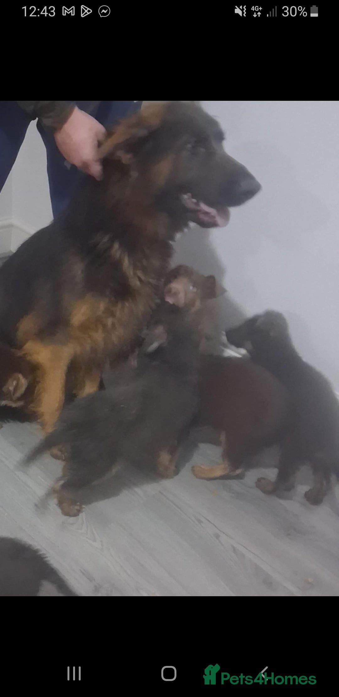 German Shepherd dogs for sale: German shepherd puppies  - Advert 2