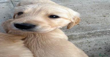 Golden Retriever dogs - Advert 2