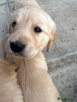 Golden Retriever dogs - Advert 2