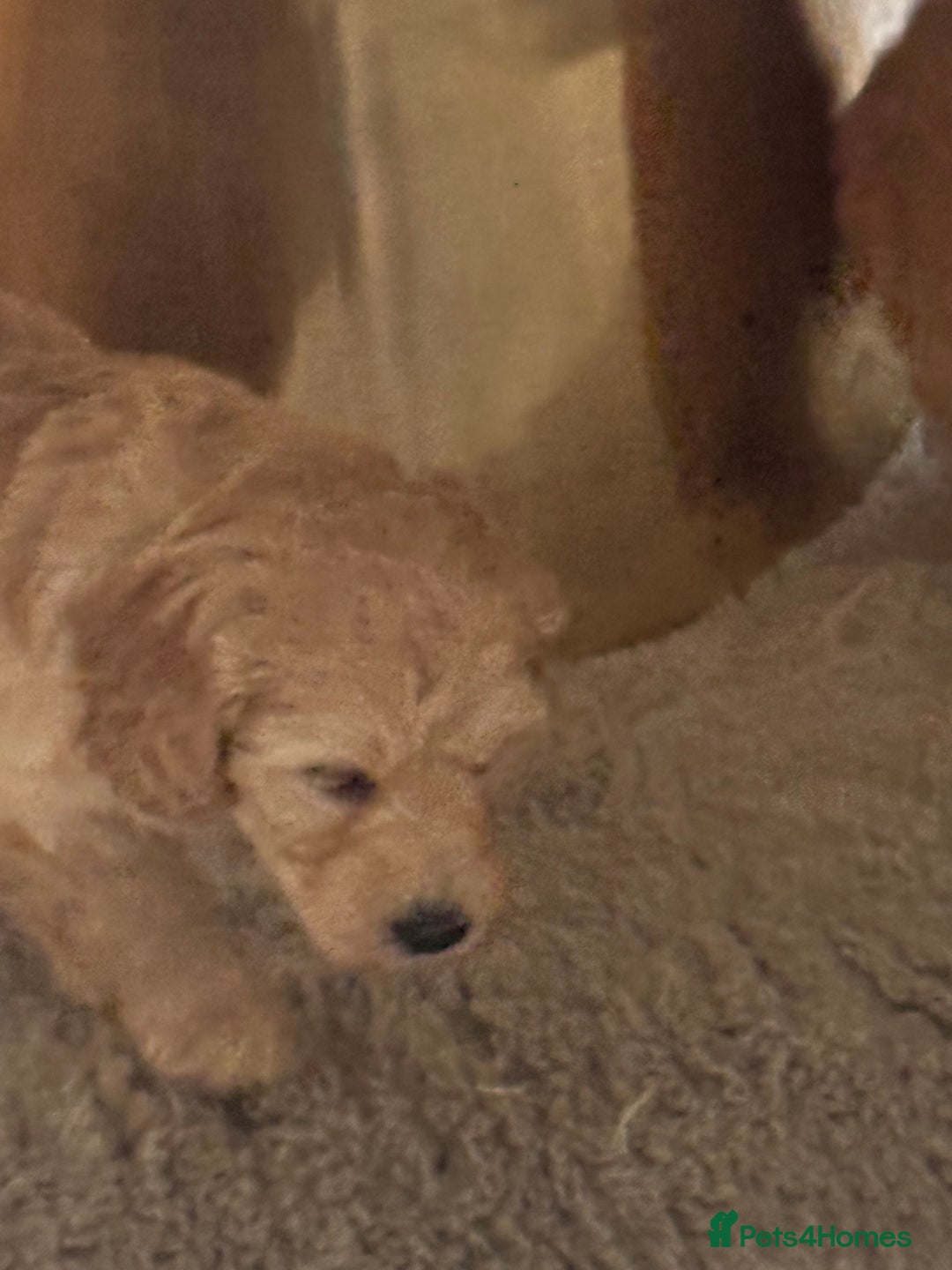 Cockapoo dogs for sale: stunning litter of cockapoo puppies  - Image 10