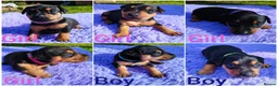 Mixed Breed dogs for sale: Jackpins in Manchester - Advert 7