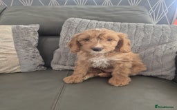 Cockapoo dogs for sale: F1 cockapoo - Ready Now - Image 24