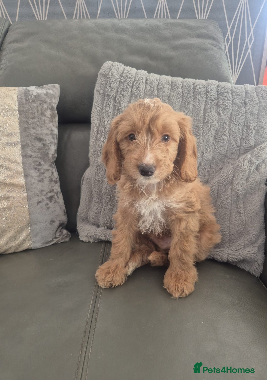 Cockapoo dogs for sale: F1 cockapoo - Ready Now - Image 24