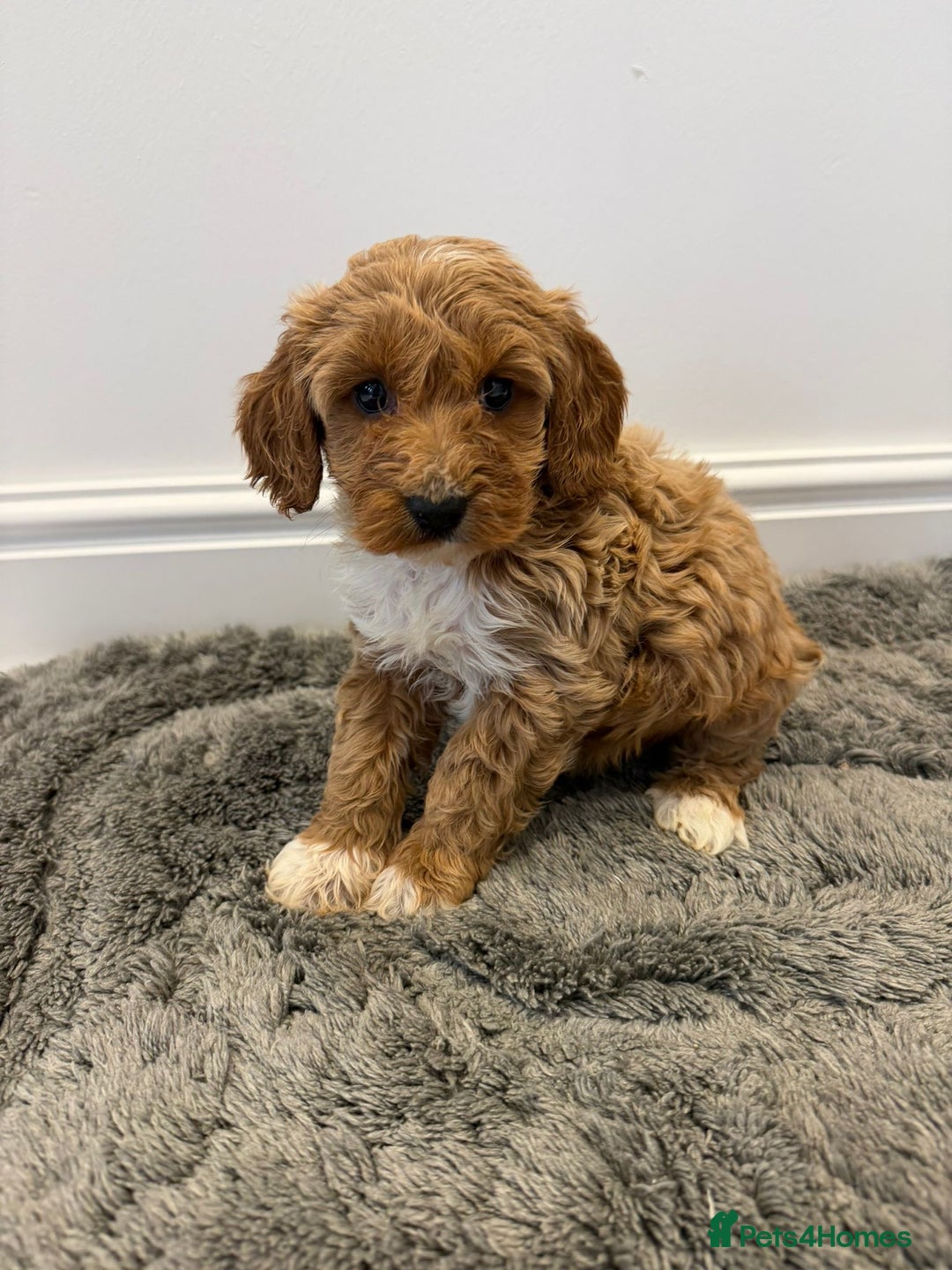 Cockapoo dogs for sale: Cockapoo puppies looking for homes 🏠  - Image 14