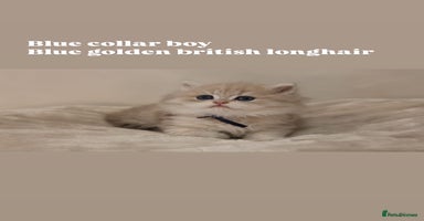 British Shorthair cats - Advert 14