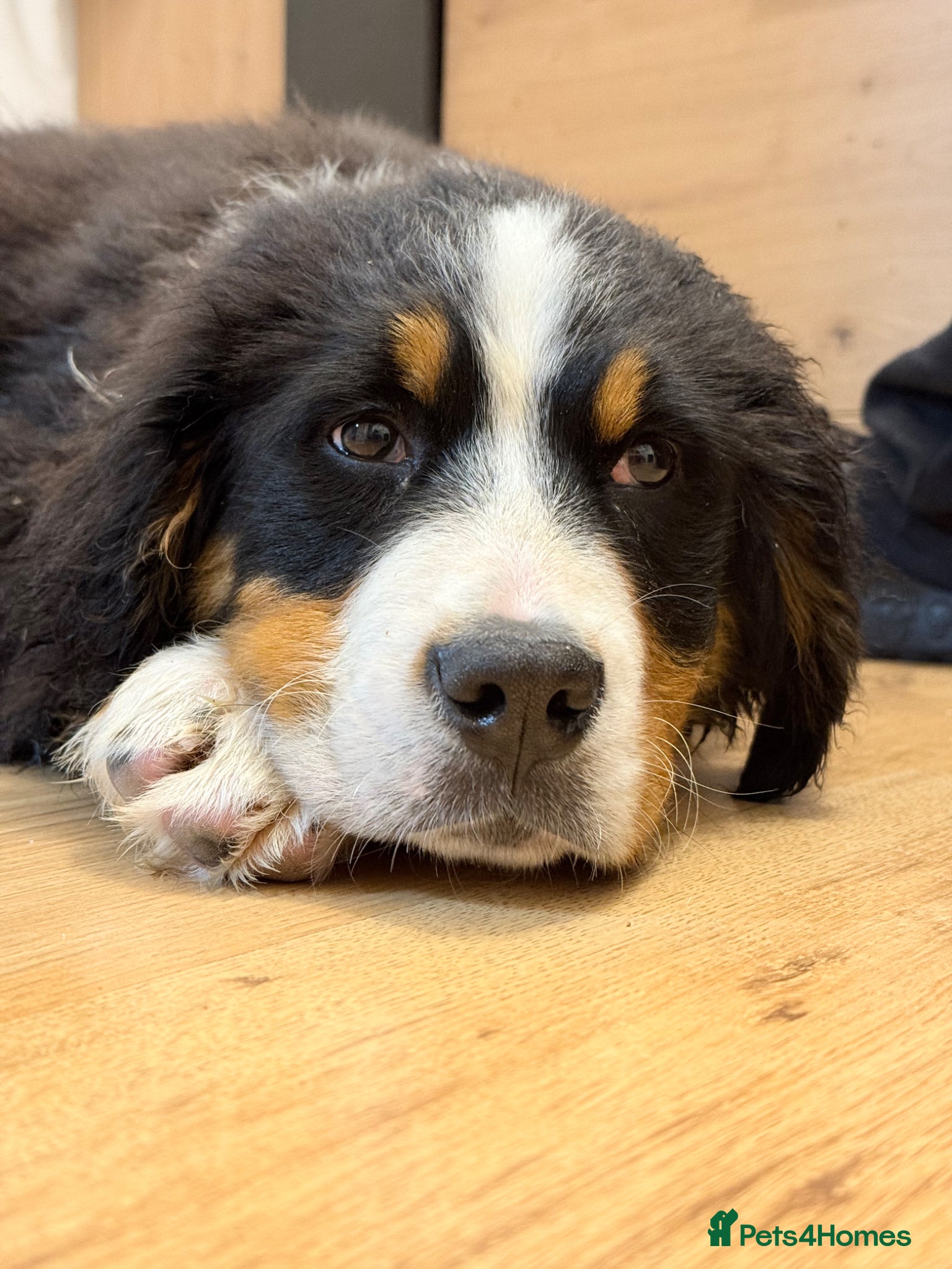 Bernese Mountain Dog dogs Gorgeous Bernese Mountain Dog Puppy Girl - Advert 3