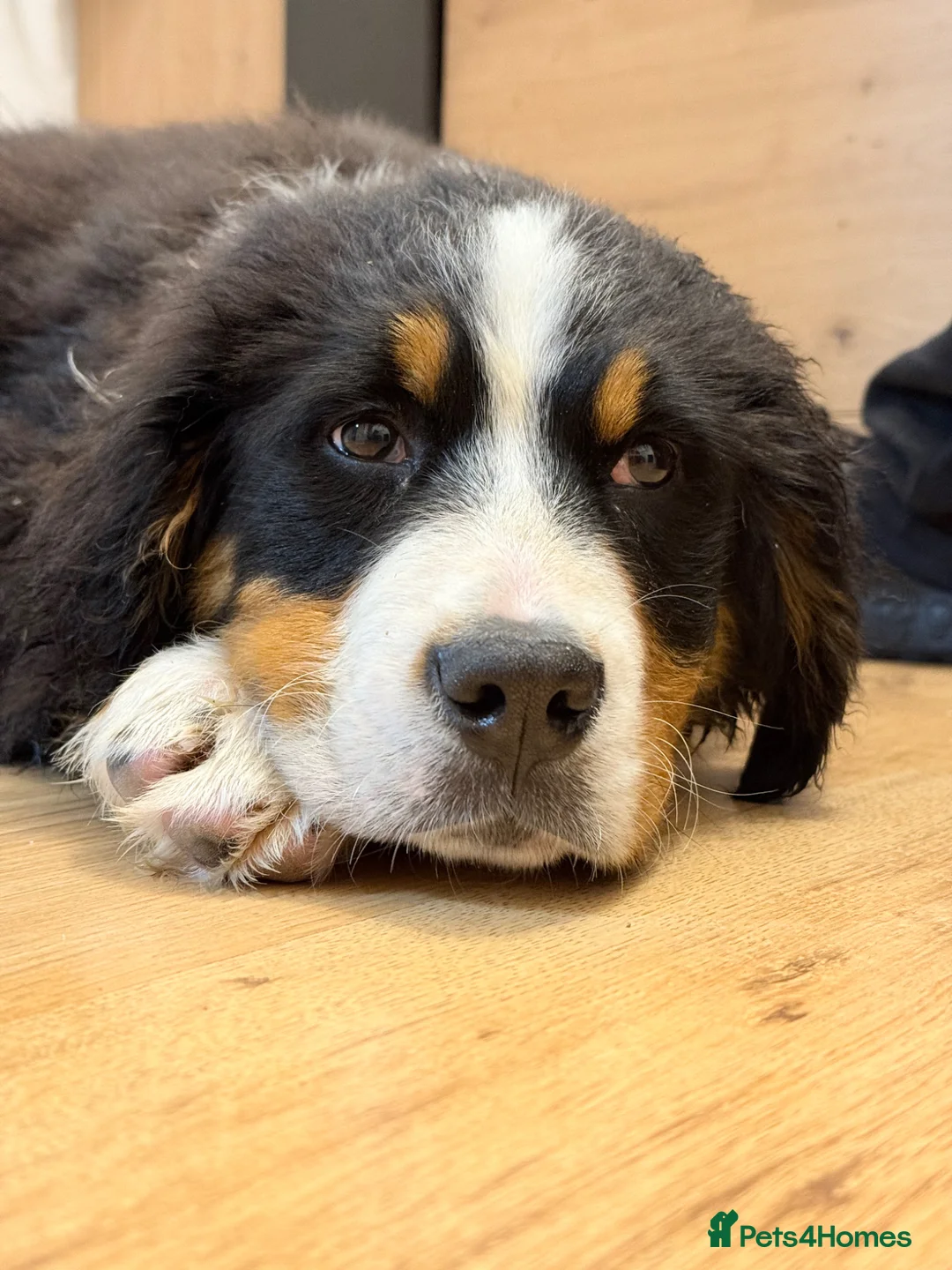 Bernese Mountain Dog dogs for sale: Gorgeous Bernese Mountain Dog Puppy Girl - Advert 1