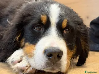 Bernese Mountain Dog dogs Gorgeous Bernese Mountain Dog Puppy Girl - Advert 3