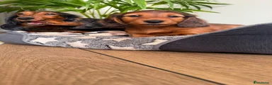 Miniature Dachshund Puppy 3
