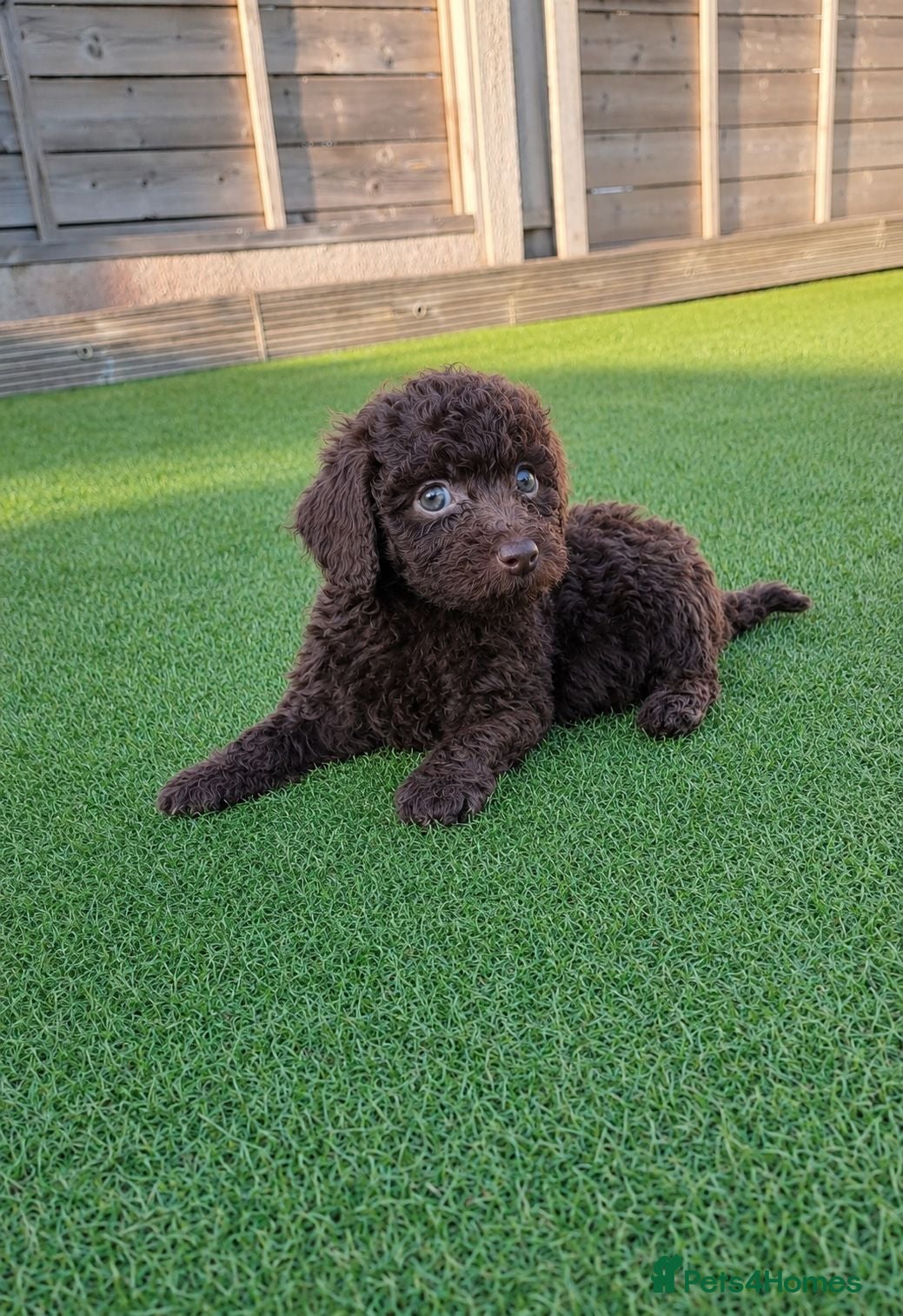 Toy Poodle dogs TINY Health clear Kc chocolate toy poodles  - Advert 16