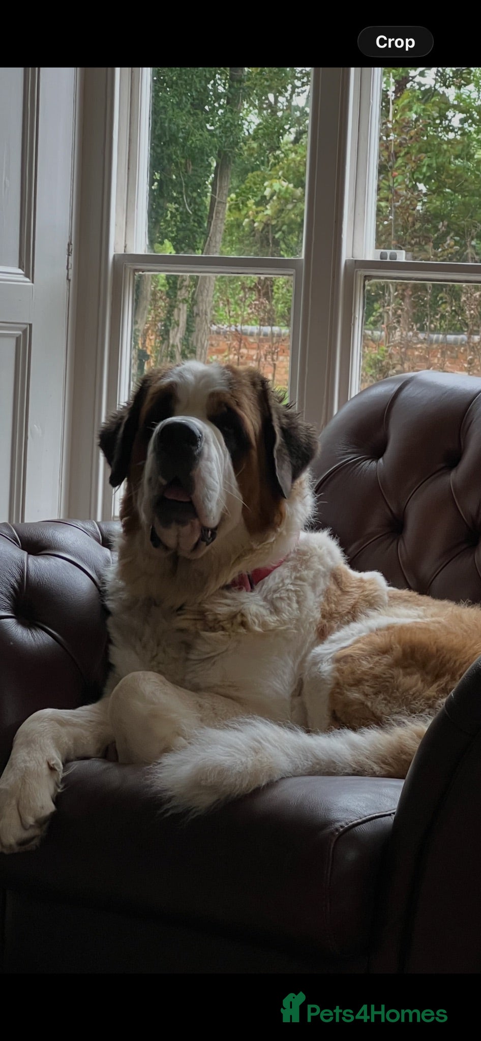 Saint Bernard dogs 8 Beautiful Saint Bernard pups  - Advert 1