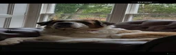 Saint Bernard dogs for sale: 8 Beautiful Saint Bernard pups  in Alcester - Advert 1