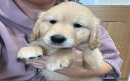 Golden Retriever dogs for sale: Beautiful Chunky KC Golden Retriever Puppies - Image 22