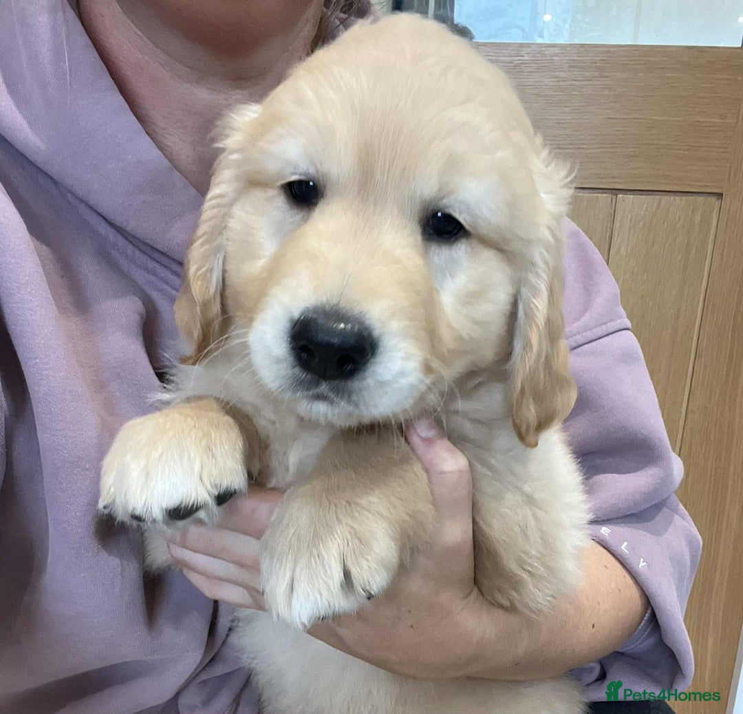 Golden Retriever dogs for sale: Beautiful Chunky KC Golden Retriever Puppies - Image 22