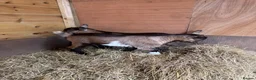Goats livestock for sale: Purebred Pygmy goat kids  - Advert 8