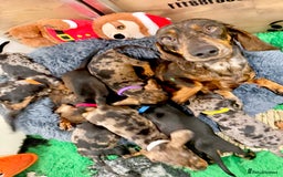 Miniature Dachshund dogs for sale: Beautiful bunch of girls /boy 🩷✨ Kc mini pups   - Image 14