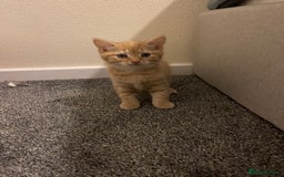 British Shorthair cats for sale: Ginger kitten  - Image 2