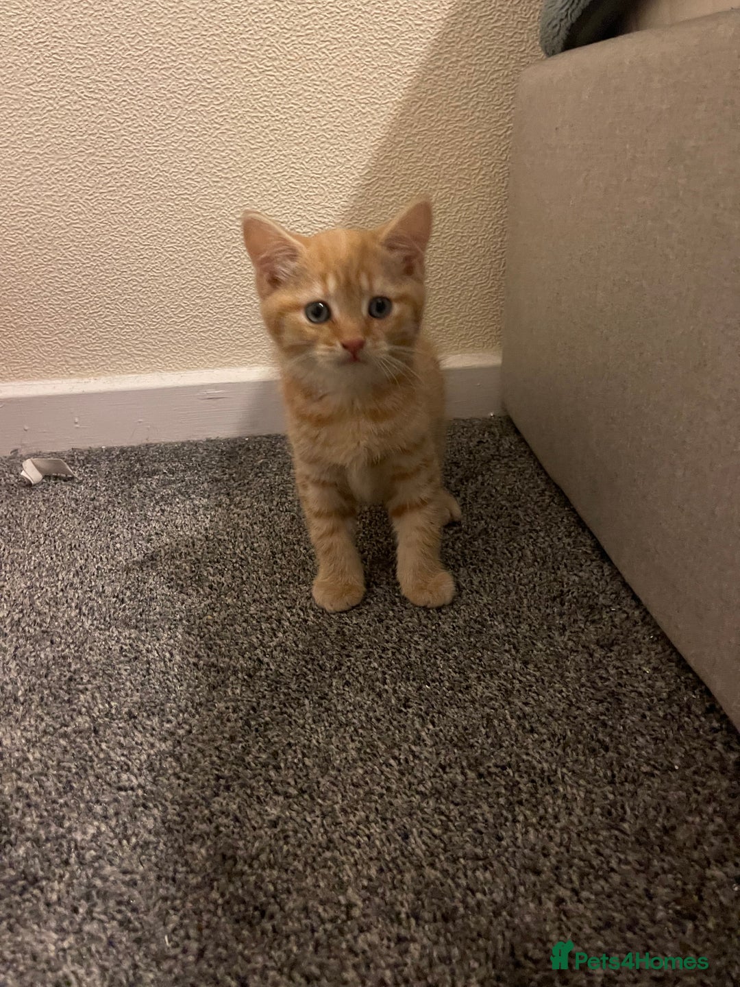 British Shorthair cats for sale: Ginger kitten  - Image 2