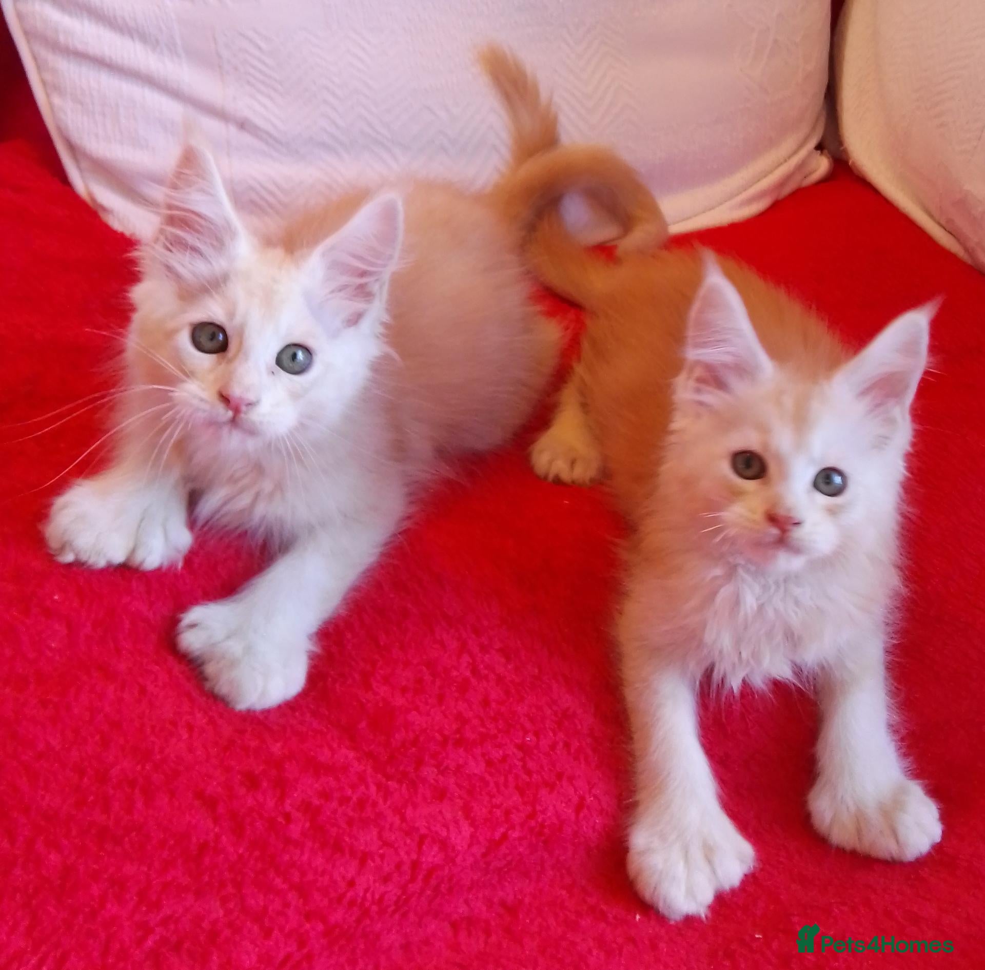 Maine Coon cats HCM/PKDef/SMA clear TICA polys/non poly silvers  - Advert 12