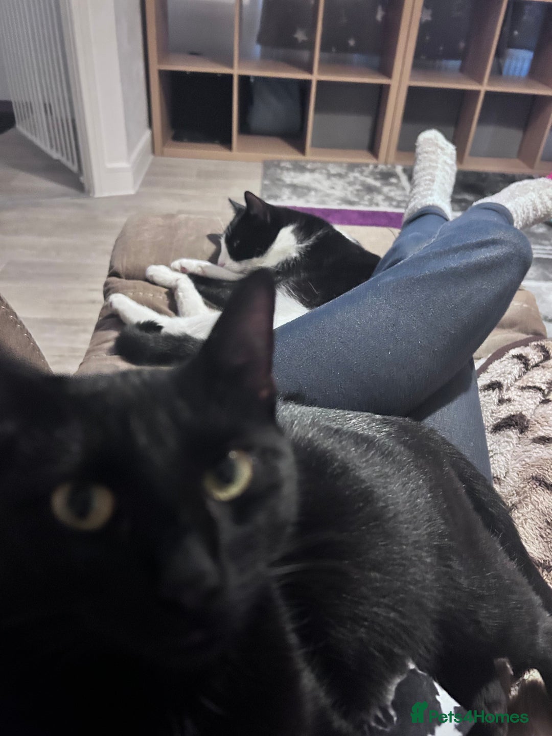 British Shorthair cats for sale: Mother of 2 Kittens Available to buy - Advert 6