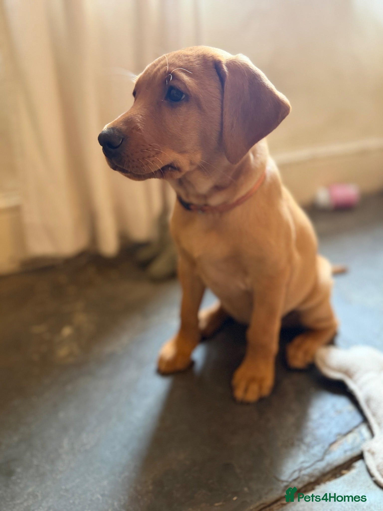Labrador Retriever dogs 🐾Outstanding KC Fox Red Lab Puppies🐾 - Advert 17