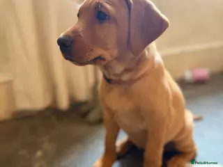 Labrador Retriever dogs 🐾Outstanding KC Fox Red Lab Puppies🐾 - Advert 17