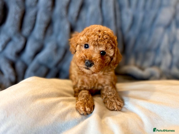 Toy Poodle dogs KC registered tiny toy poodles - Advert 12